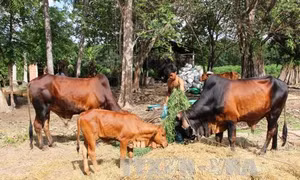 Điều tra nguyên nhân bò chết bất thường ở Đắk Lắk 