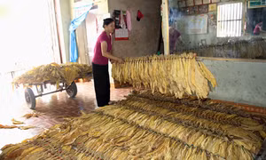 Người phụ nữ làm giàu từ cây thuốc lá