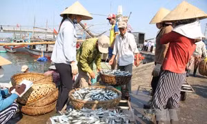 Quảng Trị hoàn thành chi trả bồi thường đợt 1 cho ngư dân