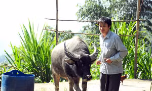Nghị quyết 209 - Khoác áo mới cho tín dụng nông nghiệp ở Xín Mần
