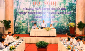 Chất lượng rừng suy giảm nghiêm trọng