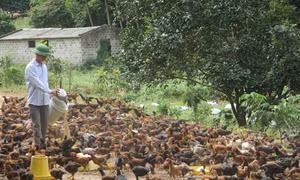 Hải Dương nâng cao giá trị nông sản 