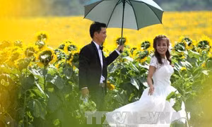 Rực rỡ cánh đồng hoa hướng dương Nghệ An