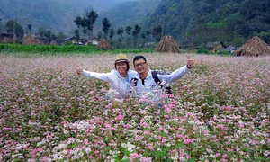  Lễ hội hoa Tam giác mạch tỉnh Hà Giang lần thứ II năm 2016