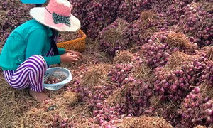 Nhiều hộ dân Tiền Giang mất mùa hành tím Tết 