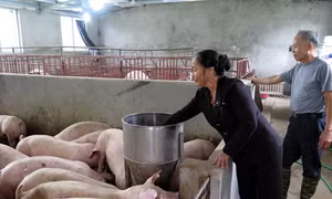 Tín dụng chính sách góp phần xây dựng nông thôn mới 