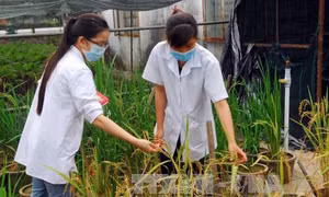 Sản xuất gạo ngon để tăng thu nhập cho nông dân 