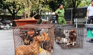 Bắt đường dây trộm 47 con chó trong đêm