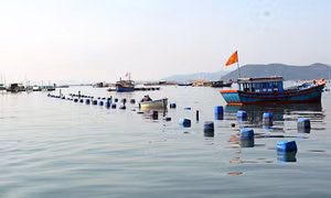 Giảm thiệt hại cho người nuôi tôm hùm trên vịnh Xuân Đài 