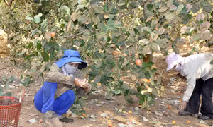 Túng thiếu dẫn đến phải bán điều non