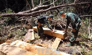 3 lâm tặc phá rừng pơ mu tại Quảng Nam ra đầu thú 