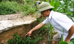 Gồng mình chống chọi sạt lở
