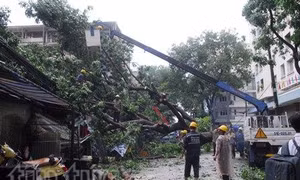 TPHCM: Mưa lớn, cây xanh bật gốc đổ vào nhà dân