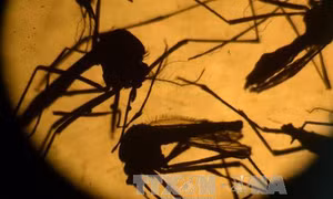Nga ghi nhận trường hợp nhiễm virus Zika đầu tiên