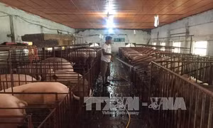 Doanh nghiệp thực phẩm "than" việc sử dụng chất cấm trong chăn nuôi