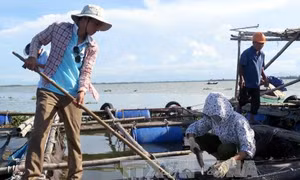Nuôi trồng trở lại sau sự cố cá chết hàng loạt trên sông Cái Vừng
