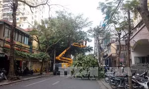 Hà Nội nhờ chuyên gia tư vấn trồng cây xanh 