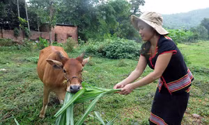 Phụ nữ vùng cao Phước Hòa vươn lên thoát nghèo