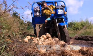 Nông dân Bình Phước lao đao vì dư thừa củ đậu 