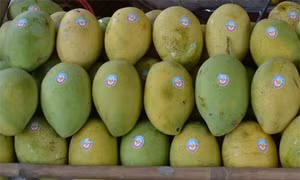 Đột phá phương pháp bảo quản xoài tươi 1 tháng