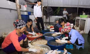 Cấm sử dụng nhựa thông để làm lông vịt