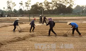  “Đợi” nhân công, cà phê Đăk Hà khô quắt
