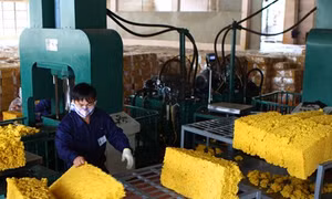 Giá cao su “quay đầu” tăng mạnh trong tháng cuối năm