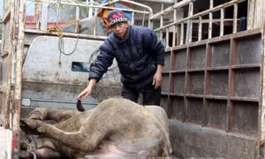 Hơn 12.700 con gia súc chết do đói, rét