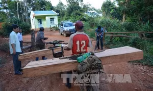 Quản lý rừng Tây Nguyên: Chưa đủ yếu tố để truy cứu