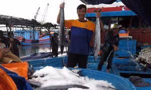 Phải trả phí khi sử dụng dữ liệu tài nguyên, môi trường biển và hải đảo 
