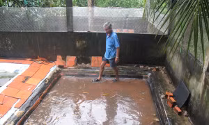 Khá lên nhờ tôm thẻ chân trắng
