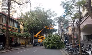Hiện đại hóa việc cắt tỉa cây xanh Thủ đô