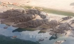 Cá sấu rớt giá, người nuôi lỗ nặng 