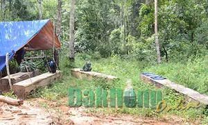 Khởi tố vụ án vi phạm khai thác và bảo vệ rừng tại Đắk Nông