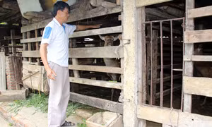 Làm giàu từ mô hình nuôi hươu sao
