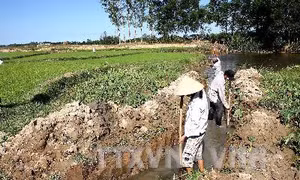Về nơi 30 năm đắp đập chống mặn 