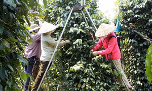 Cần hỗ trợ đất cho đồng bào ở Đắk Lắk