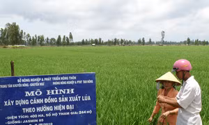 Khó khăn tiêu thụ lúa gạo