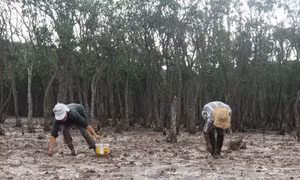 'Bức tường xanh" bảo vệ môi trường ven biển