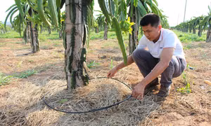 Khó khăn đầu tư nông nghiệp công nghệ cao