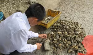 Kết quả xét nghiệm hàu Lăng Cô sau thông tin gây ung thư