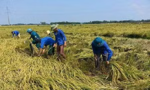 Nông dân gặt lúa chạy đua với bão