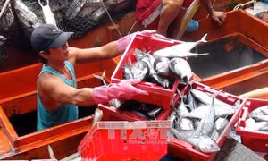Nghề đánh bắt cá ngừ đã có lãi