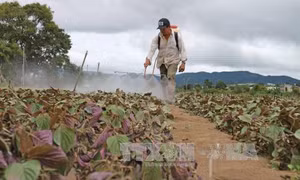 Lâm Đồng