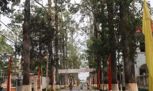 Hàng trăm cây cổ thụ chết dần ở Trà Vinh