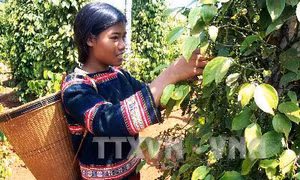 Ia Dom - xã nông thôn mới đầu tiên trên tuyến biên giới Tây Nguyên