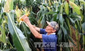 Vì sao chưa khuyến khích nông dân trồng ngô biến đổi gen?