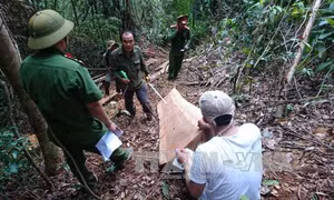 Khởi tố vụ phá rừng quy mô lớn tại thủy điện Đồng Nai 5