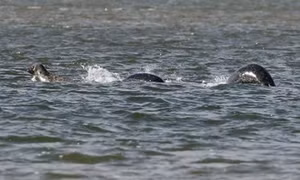 Quái vật hồ Loch Ness lại lộ diện?