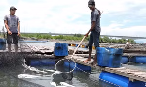 Cá nuôi lồng ở Tuyên Quang chết hàng loạt